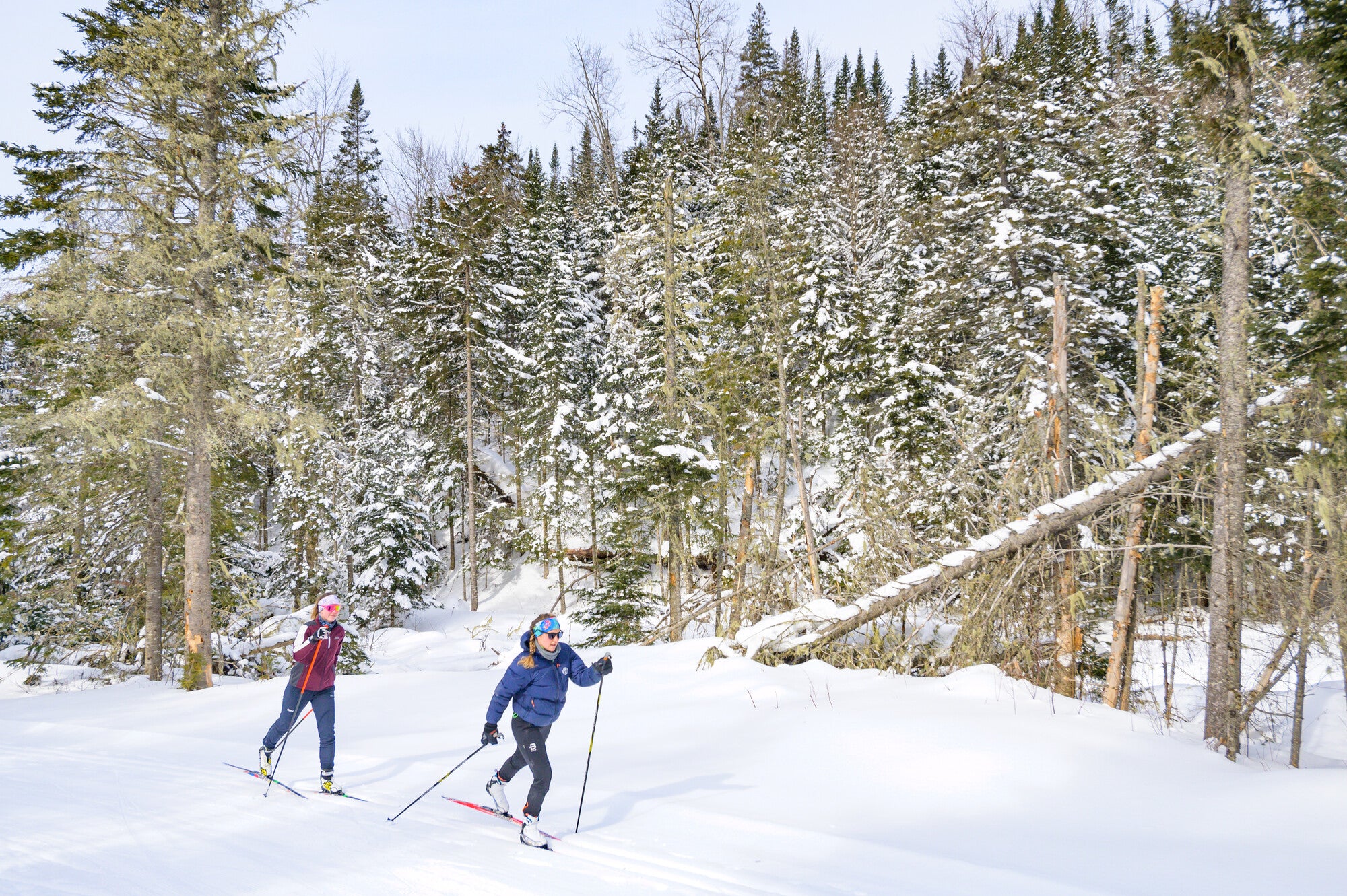 Two people cross-country skiing in a snowy forest.